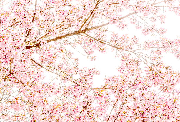 istock Sweet Sakura blossom Blured Background 534806889