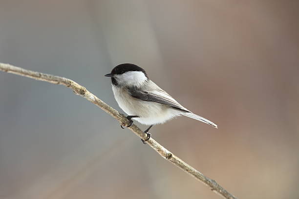 istock Willow Tit on the branch of tree 534807505