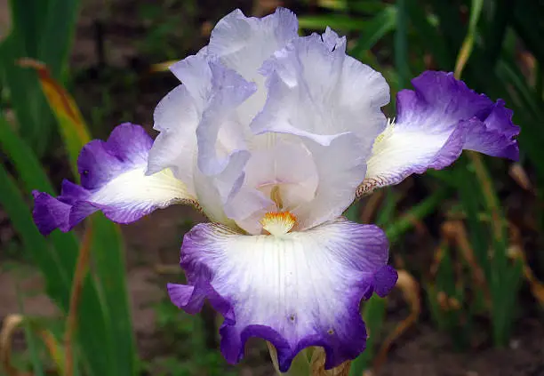 Iris Flowers Conjuration