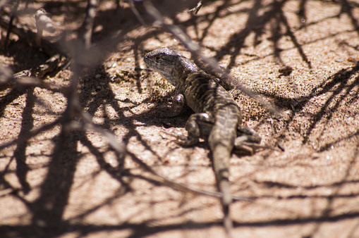 lizzard in puerto madryn patagonia argentina