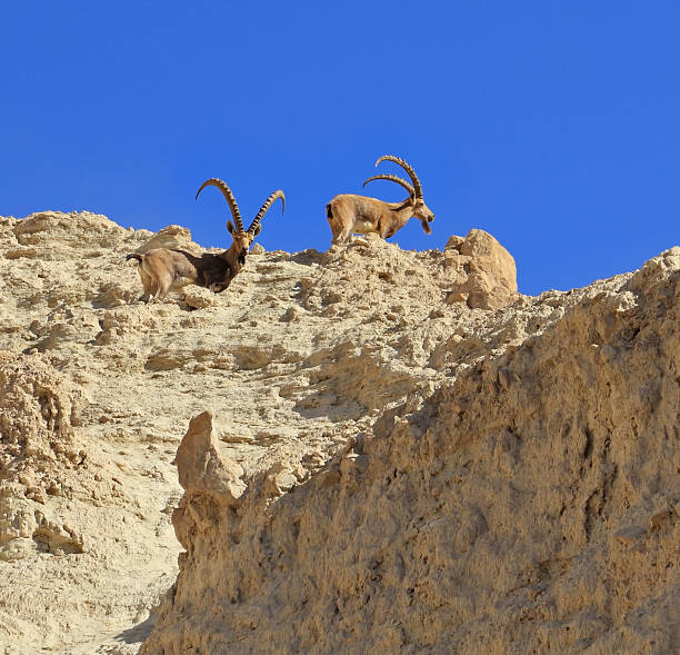istock Family of mountain goats 534824949