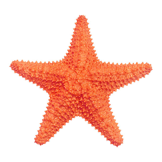 stella di mare - sea star foto e immagini stock