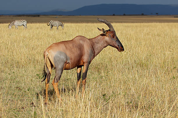 istock Topi antelope and zebras 534826407