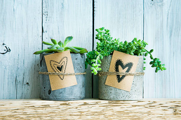 istock Two succulents in concrete pot. Gift tag with  hearts. 534826595