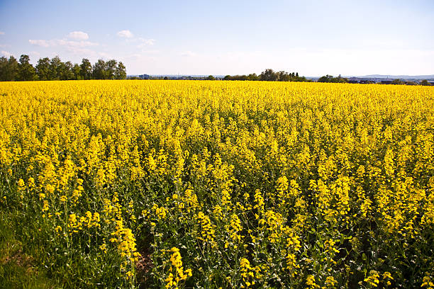 istock beautiful large rapeseed fields in nice landscape 534826881