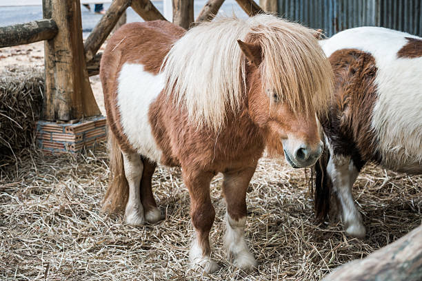 istock Brown miniature horse with long hair 534827821
