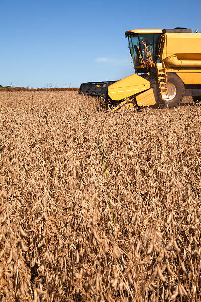 istock Harvesting soybean farm. 534828763