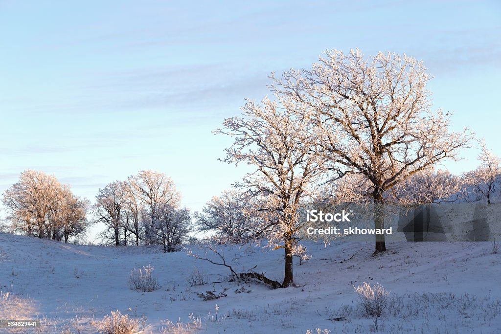 Frost Covered Oak Trees Frost covered Oak Trees on a hill in winter. 2015 Stock Photo