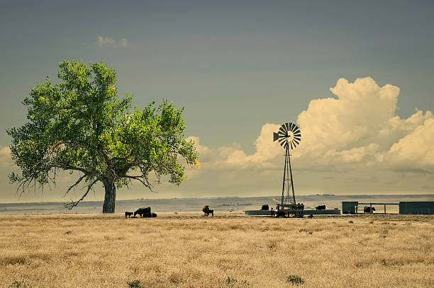 Range cattle around a windmill water tank in northeastern Colorado, USA. Retro instagram look
