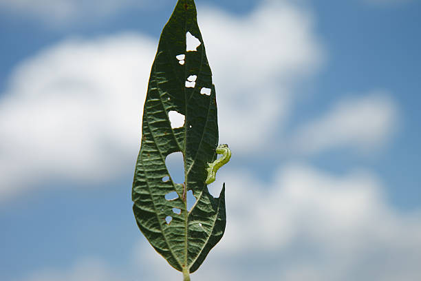 Soybean plant eaten by caterpillar Helicoverpa.