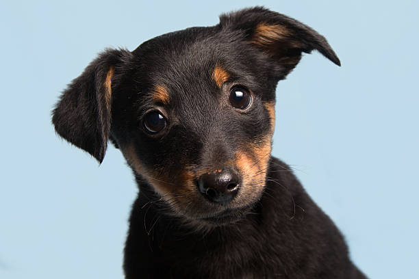 istock cute puppy, isolated on light blue background 534830617