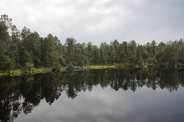 istock lake in forest with reflection of trees and sky 534830669
