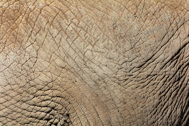 istock skin of an elephant 534830697