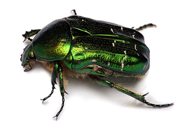 istock Rose chafer ,cetonia aurata isolated on white background 534831245