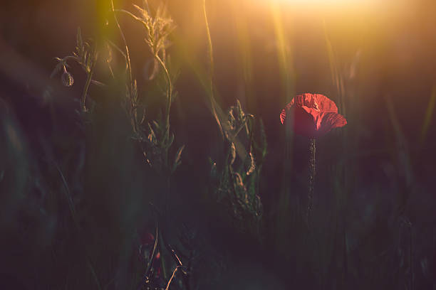 istock Poppy on the field 534831573