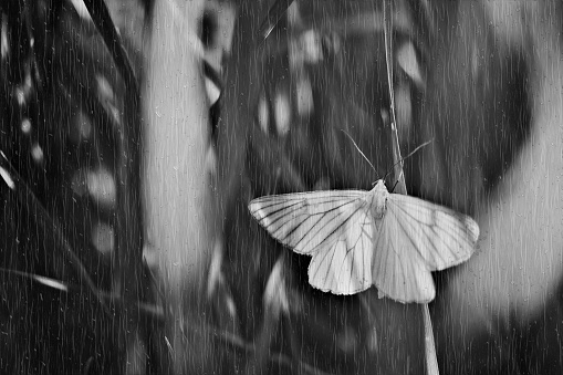 Butterfly on meadow