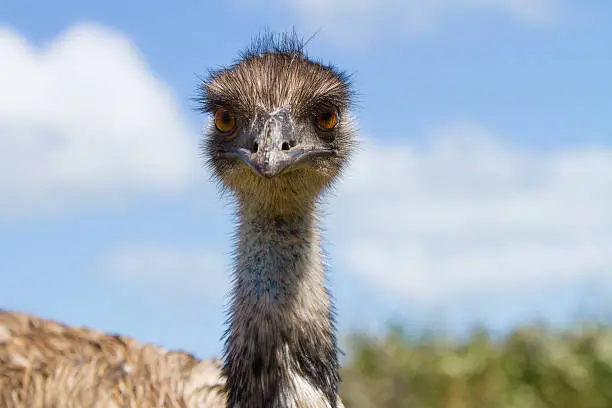 Close up of an emu - Australia's large flightless bird.