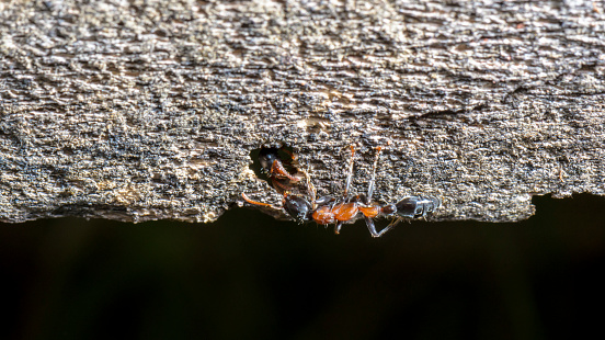 Two Carpenter Ants greeting in burrows on the old wood, widescreen 9:16