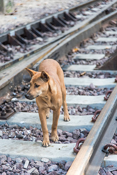 istock Thai Dog walking on the railway 534833251