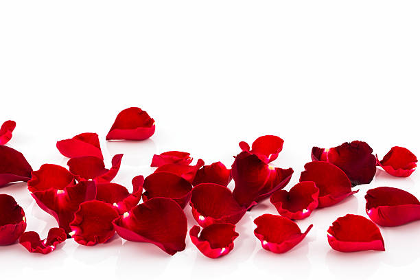 istock Petal of Red rose . 534833787