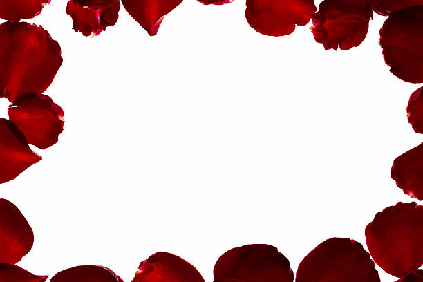 istock Petal of Red rose . 534833803