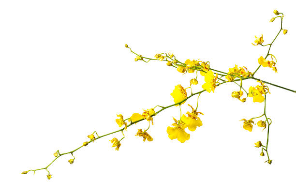 istock Yellow orchid flower isolated on white 534844575