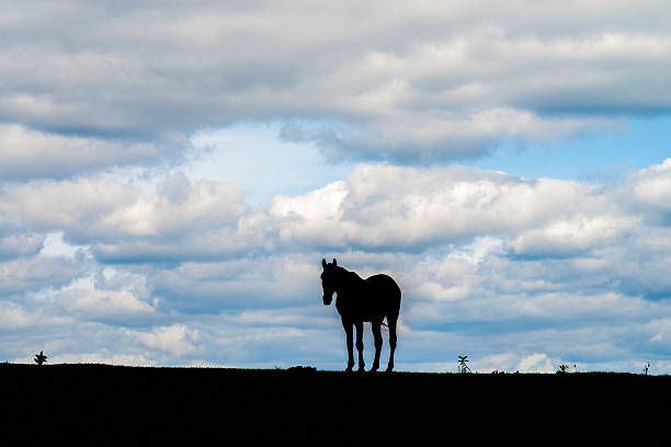 istock sillhouette of a horse 534845847