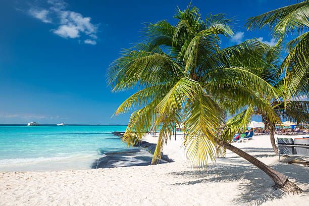 istock Coconut palm on caribbean beach 534845957