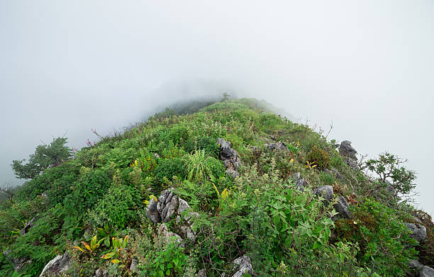 istock Morning mist with wildflowers field 534846139
