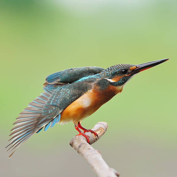 istock female Common Kingfisher 534847745