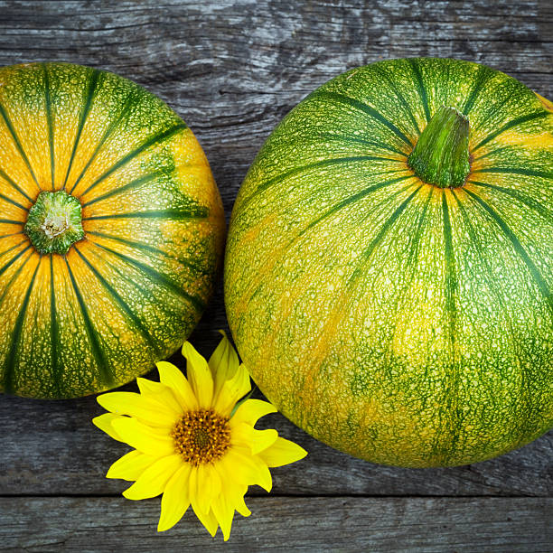 świeżo pobrane dynia z słońce flower - zucchini zuchinni flower squash zdjęcia i obrazy z banku zdjęć