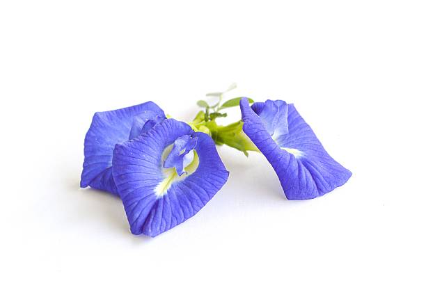 istock blue Butterfly pea flower 534848177