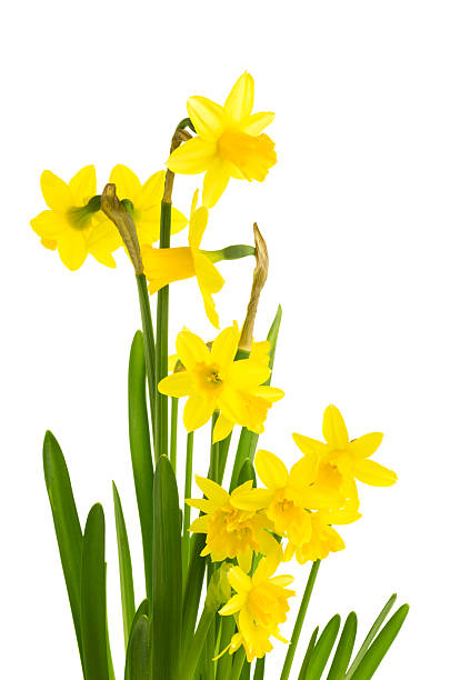 istock Yellow daffodil flowers in full bloom 534849463