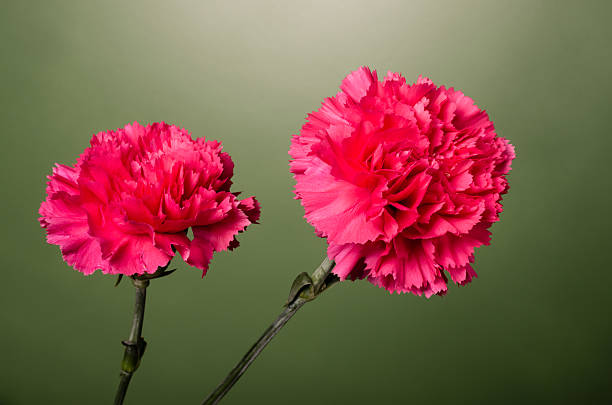 istock Red carnation flowers in full bloom 534849727