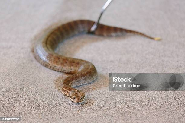 Common Death Adder At Snake Show Stock Photo - Download Image Now - 2015, Adder, Animal