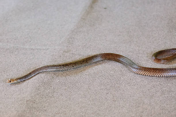 istock Eastern brown snake at show 534850979
