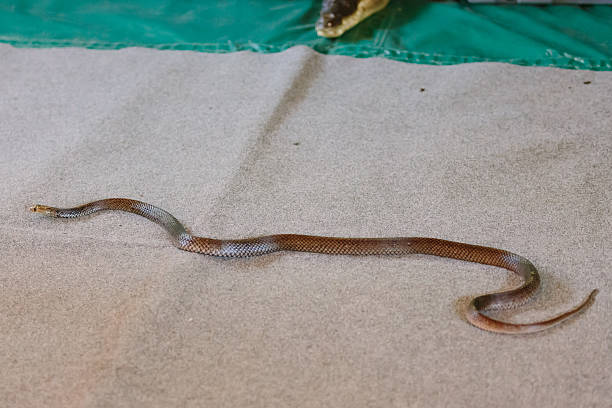 istock Eastern brown snake at show 534850985