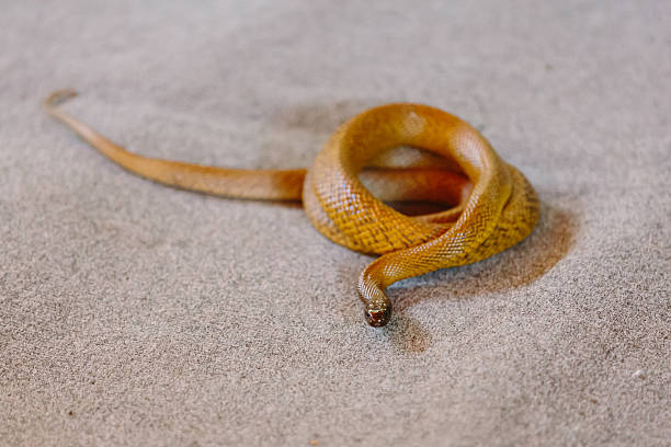 Inland taipan at snake show (Gold Coast, Bundall, QLD, Australia)