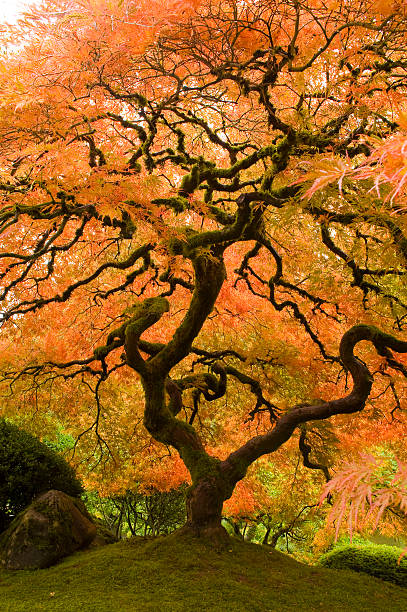 Under Orange Canopy Oregon Japanese Garden portland japanese garden stock pictures, royalty-free photos & images
