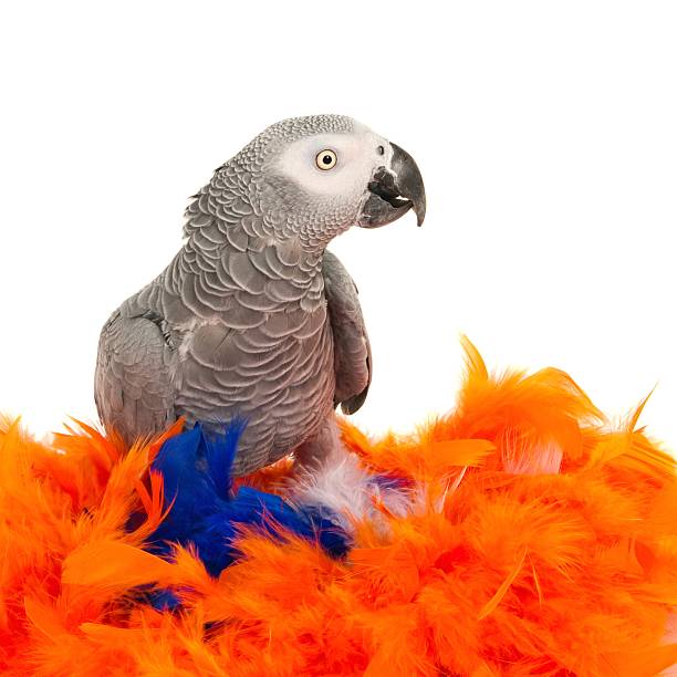 istock African grey parrot (Psittacus Erithacus) sitting on an artificial nest 534851769