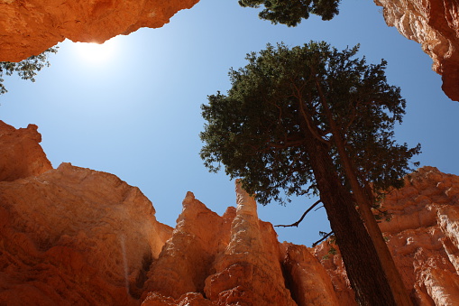 Large tree in Bryce Canyon in Bryce Canyon National Park, Utah
