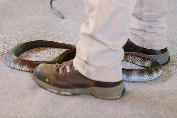 istock Stay still close to venomous snake 534852661