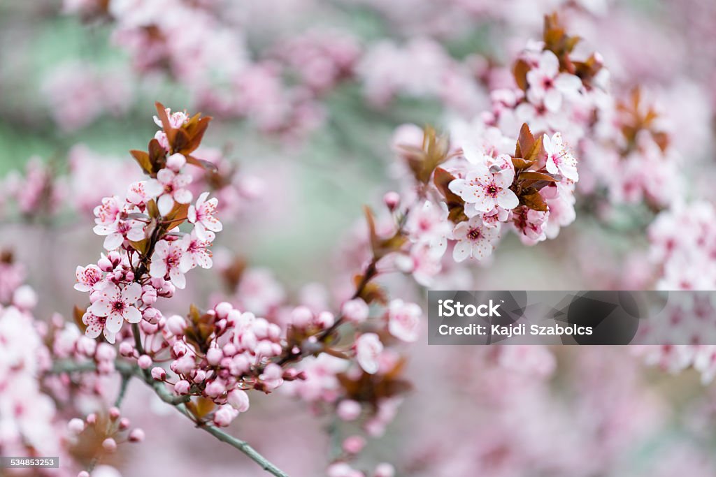 Spring Blossoms 2015 Stock Photo