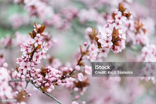 Spring Blossoms Stock Photo - Download Image Now - 2015, April, Backgrounds