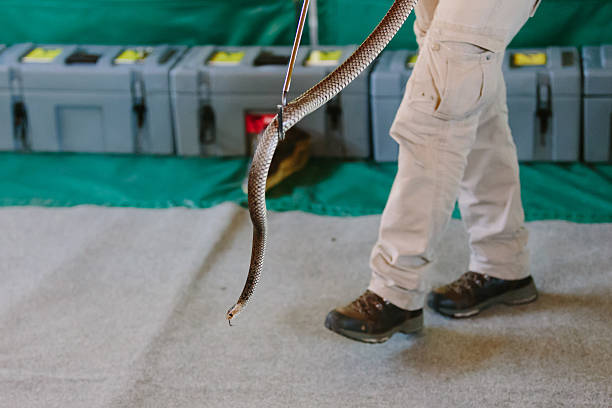 Eastern brown snake at show