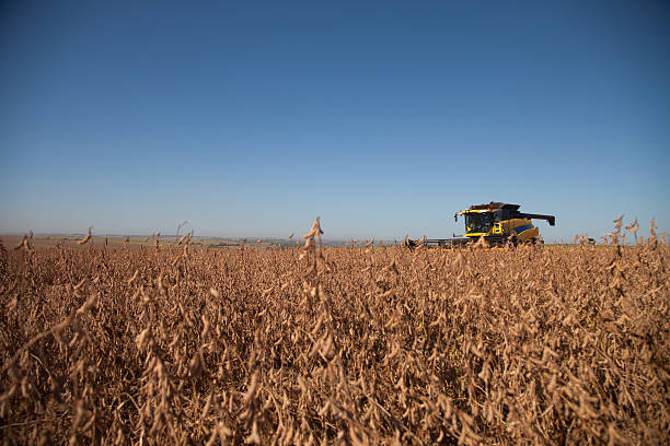 istock Harvesting soybean farm. 534862729