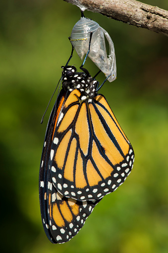 Monarch butterfly, Danaus plexippus, emerging from cocoon