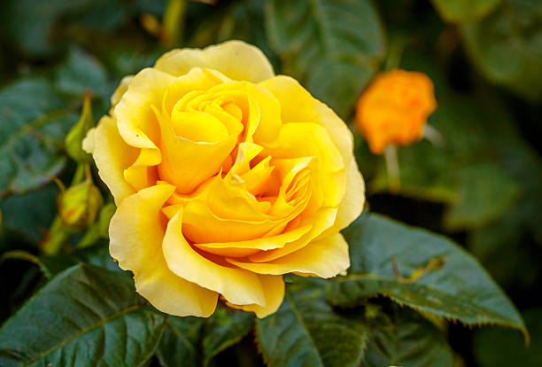 Fragrant Rose in Full Blossom stock photo