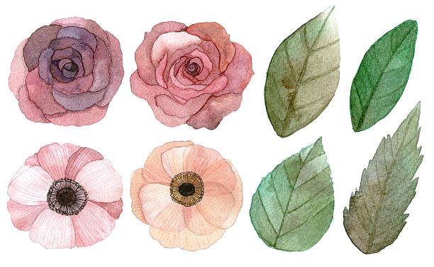 zbiór kwiatów i liści - poppy single flower red white background stock illustrations