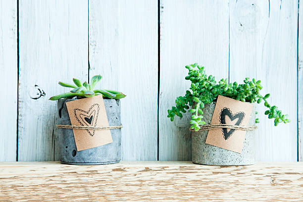 istock Two succulents with Gift tag with hand drawn hearts. 534864529